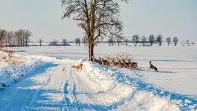 Zimowa sceneria okolic Kętrzyna, luty 2021 - zdjęcie 1