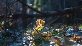 Przedwiośnie w lasach przy Wilkasach, marzec 2021 - zdjęcie 3