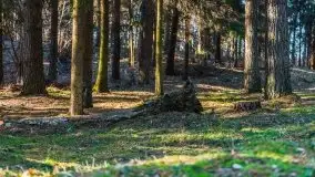 Przedwiośnie w lasach przy Wilkasach, marzec 2021 - zdjęcie 17