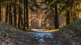 Przedwiośnie w lasach przy Wilkasach, marzec 2021 - zdjęcie 26