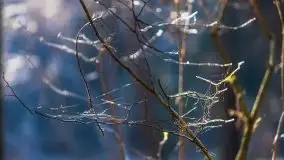 Przedwiośnie w lasach przy Wilkasach, marzec 2021 - zdjęcie 22