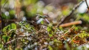 Przedwiośnie w lasach przy Wilkasach, marzec 2021 - zdjęcie 4