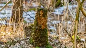 Przedwiośnie w lasach przy Wilkasach, marzec 2021 - zdjęcie 16