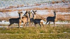 Miłośnicy Mazur - przedwiośnie na zdjęciach Staszka Sielewicza - zdjęcie 2