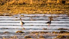 Miłośnicy Mazur - przedwiośnie na zdjęciach Staszka Sielewicza - zdjęcie 14