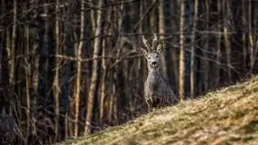 Miłośnicy Mazur - przedwiośnie na zdjęciach Staszka Sielewicza - zdjęcie 23