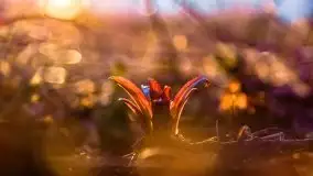 Efekt halo - zachód słońca nad jeziorem Dargin - zdjęcie 28