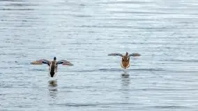 Przeprawa na Mazury, rzeki Narew i Pisa - zdjęcie 46