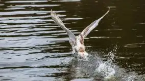 Przeprawa na Mazury, rzeki Narew i Pisa - zdjęcie 39