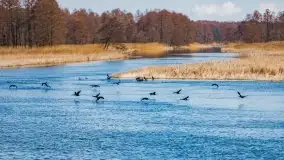 Przeprawa na Mazury, rzeki Narew i Pisa - zdjęcie 31