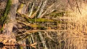 Wiosenny las przy jeziorze Gołdopiwo - zdjęcie 19