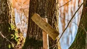 Wiosenny las przy jeziorze Gołdopiwo - zdjęcie 7