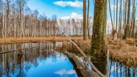 Mazurska przyroda w lesie Szczybały Giżyckie - zdjęcie 3