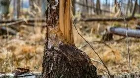 Mazurska przyroda w lesie Szczybały Giżyckie - zdjęcie 12