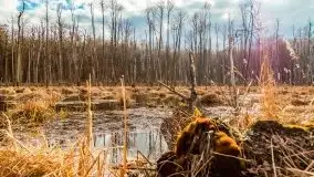 Mazurska przyroda w lesie Szczybały Giżyckie - zdjęcie 33