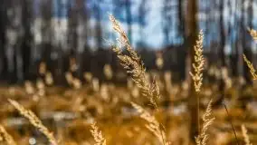 Mazurska przyroda w lesie Szczybały Giżyckie - zdjęcie 11