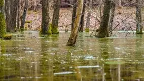 Mazurska przyroda w lesie Szczybały Giżyckie - zdjęcie 35