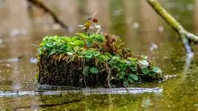 Mazurska przyroda w lesie Szczybały Giżyckie - zdjęcie 39