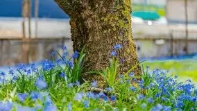 Mazurska przyroda - cebulice w giżyckim parku - zdjęcie 25