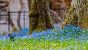 Mazurska przyroda - cebulice w giżyckim parku - zdjęcie 20