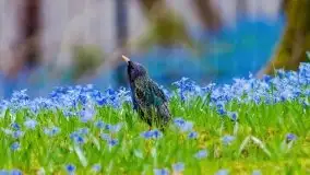 Mazurska przyroda - cebulice w giżyckim parku - zdjęcie 8