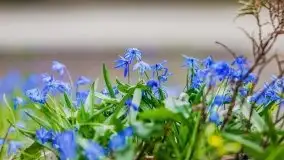 Mazurska przyroda - cebulice w giżyckim parku - zdjęcie 29