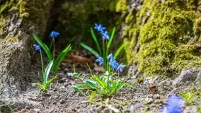 Mazurska przyroda - cebulice w giżyckim parku - zdjęcie 21