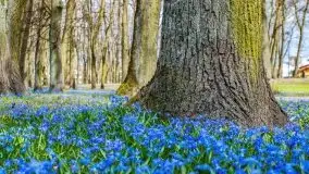 Mazurska przyroda - cebulice w giżyckim parku - zdjęcie 3