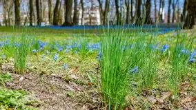 Mazurska przyroda - cebulice w giżyckim parku - zdjęcie 24