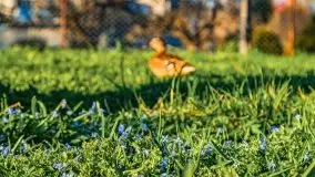 Mrągowo w wiosennym słońcu - zdjęcie 82