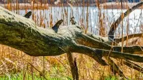 Piecki, ścieżka edukacyjna wokół stawu - zdjęcie 43