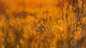 Majowy wschód słońca nad jeziorem Wojnowo - zdjęcie 17