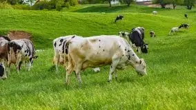 Wiosna na całego na i piękne okoliczności przyrody - zdjęcie 23