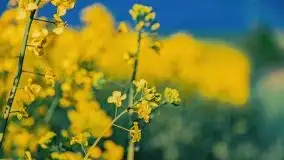 Wiosna na całego na i piękne okoliczności przyrody - zdjęcie 5