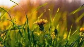 Zachód nad jeziorem Ryńskim, zatoka Mrówcza - zdjęcie 8