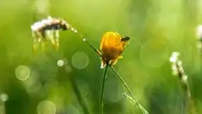 Mazur nie tylko szumem jeziora kuszą... zobaczcie wiosenną łąkę - zdjęcie 15