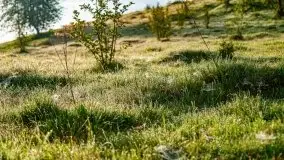 Mazur nie tylko szumem jeziora kuszą... zobaczcie wiosenną łąkę - zdjęcie 14