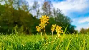 Mazur nie tylko szumem jeziora kuszą... zobaczcie wiosenną łąkę - zdjęcie 17