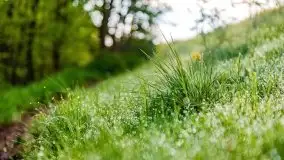 Mazur nie tylko szumem jeziora kuszą... zobaczcie wiosenną łąkę - zdjęcie 8