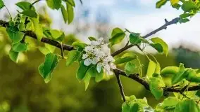 Mazur nie tylko szumem jeziora kuszą... zobaczcie wiosenną łąkę - zdjęcie 1