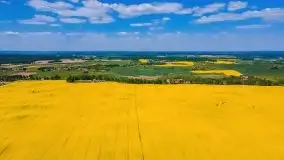 Mazurskie złote, piękne, rzepakowe pola - zdjęcie 19