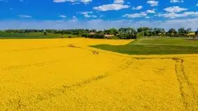 Mazurskie złote, piękne, rzepakowe pola - zdjęcie 30