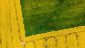 Mazurskie złote, piękne, rzepakowe pola - zdjęcie 10