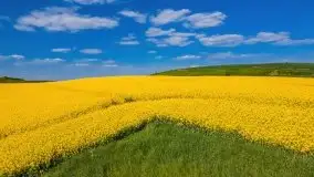 Mazurskie złote, piękne, rzepakowe pola - zdjęcie 43