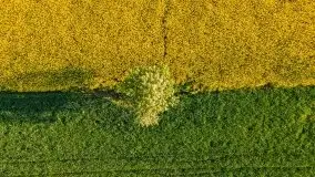 Mazurskie złote, piękne, rzepakowe pola - zdjęcie 70