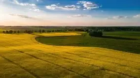 Mazurskie złote, piękne, rzepakowe pola - zdjęcie 77