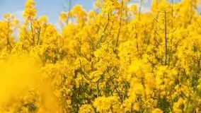 Mazurskie złote, piękne, rzepakowe pola - zdjęcie 72