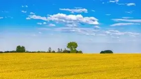 Mazurskie złote, piękne, rzepakowe pola - zdjęcie 53