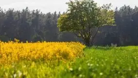 Mazurskie złote, piękne, rzepakowe pola - zdjęcie 52