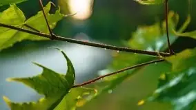 Czerwcowe Mazury, kompilacja niewykorzystanych zdjęć, 2021 - zdjęcie 78